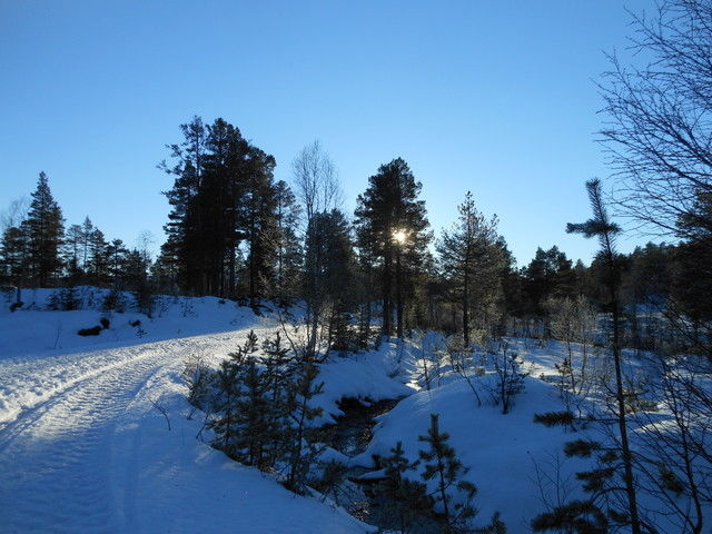 Skog -sol