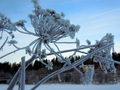 Rimfrost. Foto: K.Foseide