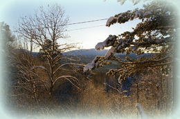 Skog 12