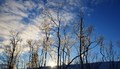 Låg sol over Kårliåsen (Tørsetmarka) - speiler seg i frosne lauvtre. Foto: Willy