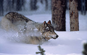 wolf_ynp_wikipedia_65287