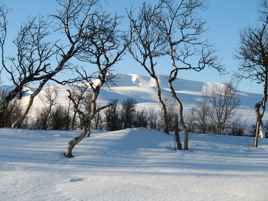 vinter trond moksnes_550x413