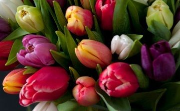 Tulipaner