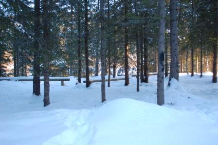 Kippermoskogen Kippermoskogen