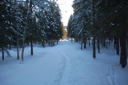 Kippermoskogen Kippermoskogen