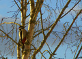 Hak`ke peiling, har du? Foto: OleT
