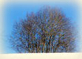 Nakne greiner. Foto:OleT