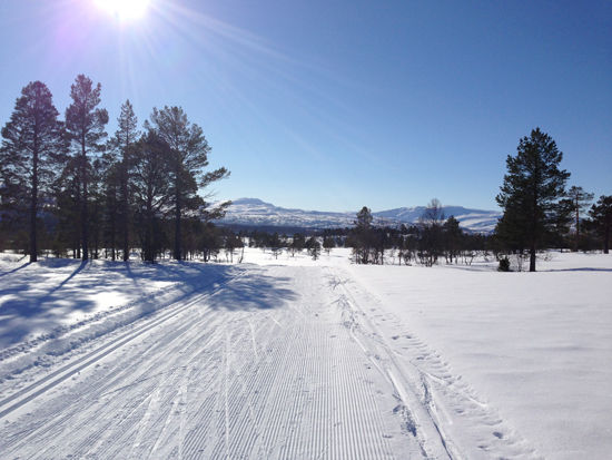 rindølrennet