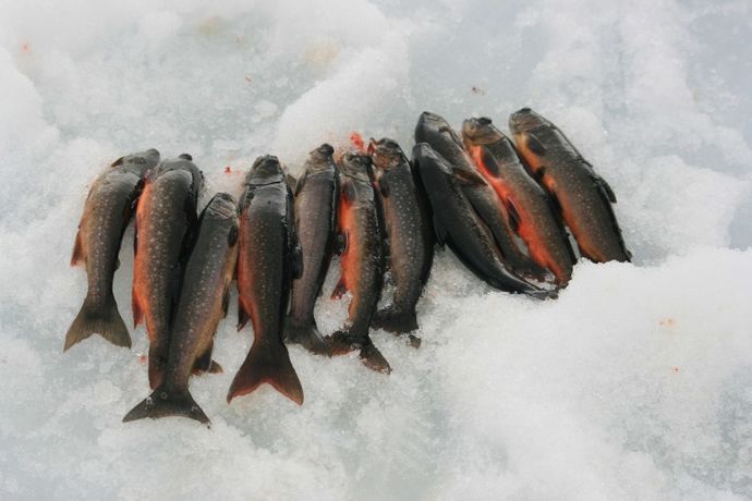 isfiske%20hostovatnet%201_april%202010%202