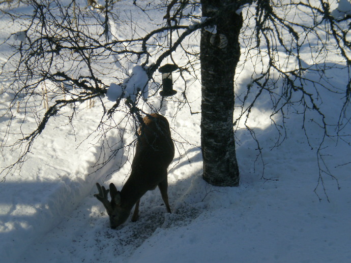 Rådyr Oddvin Meland