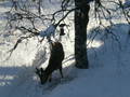 Sultent rådyr! Foto: Oddvin Meland