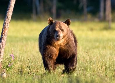 Bjorn-Bard-Bredesen-Naturarkivet-BB1_10_0100_cropped_394x287