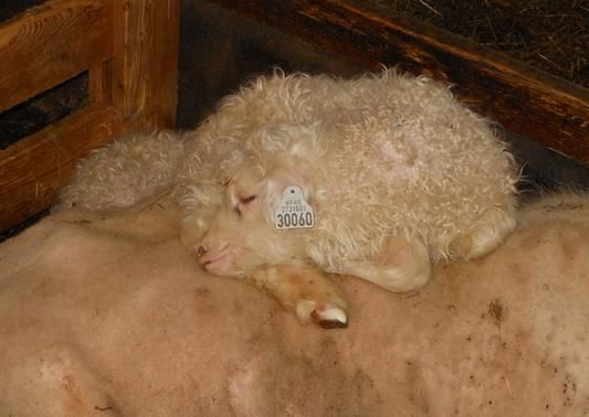 Lam som sover _715x536_cropped_533x378