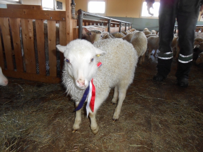 lam 17. mai_714x536.jpg