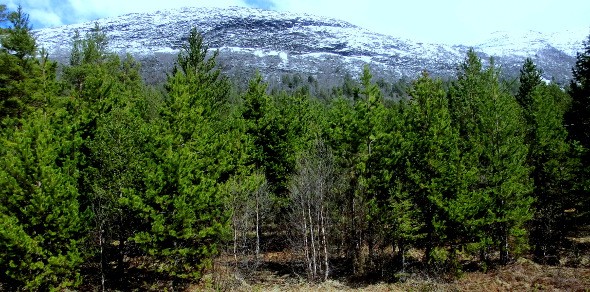 Vrifuru1  Contorta  Per Olav Haugen.jpg