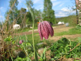 Rutelilje, uanselig i blomsterbedet, men går du tett innpå ser du den fine siluetten og de artige rutene