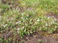 Multeblomster. Foto: Olav Morten Tørset