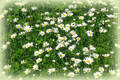 Sommarhelg! Foto: OleT