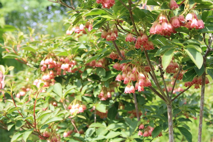 Blomster festivalhelg