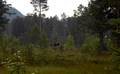 Flyktig møte med skogens konge. Foto: Anne S.