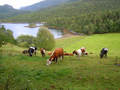 Sommaridyll. Foto: Kjellaug Foseide