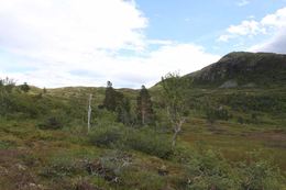 gråorfjellet