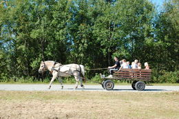 Ri med hest og vogn_1024x681