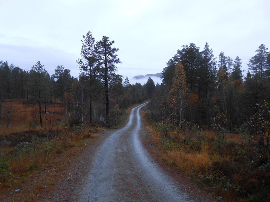 Høst i skogen .jpg