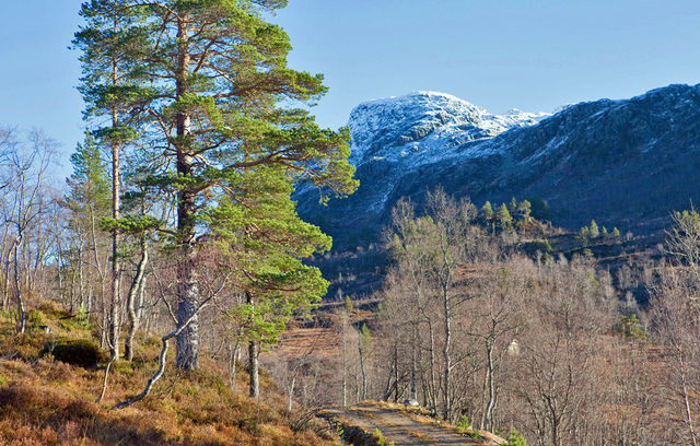 Brokkelnebba med hvit hette. 6. november 2013