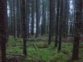 Trollskog. Foto: OleT