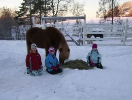 Jenter med hest