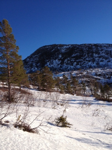 gråurfjellet jan 2014.jpg