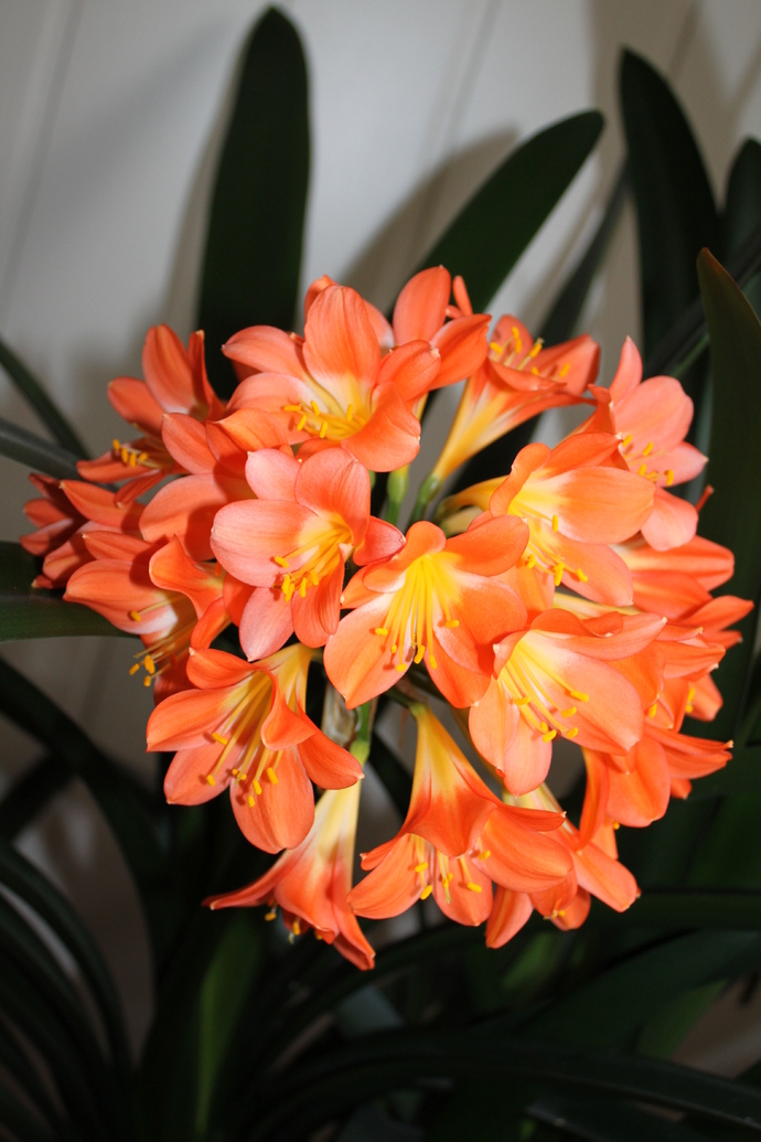 Clivia_690x1035