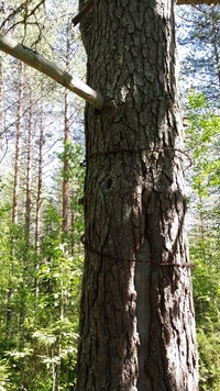 Tree with barbed wire war Finland