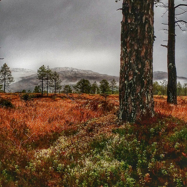 Snø på fjellet Ingeborg Sande.jpg