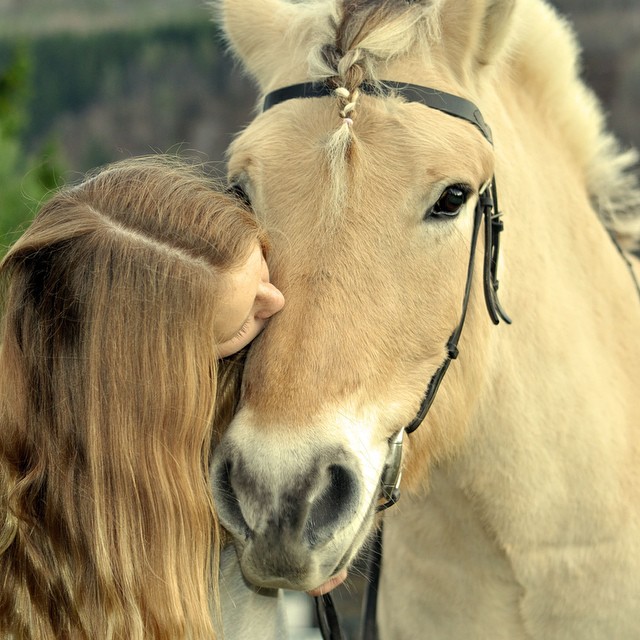 Hest Mari Vattøy.jpg