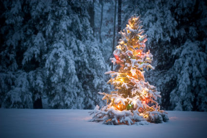 Chritstmas Tree Rob Sylvan Chritstmas Tree