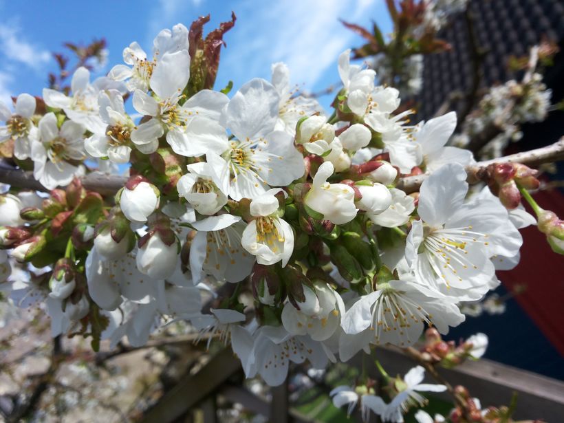 Morellblomst