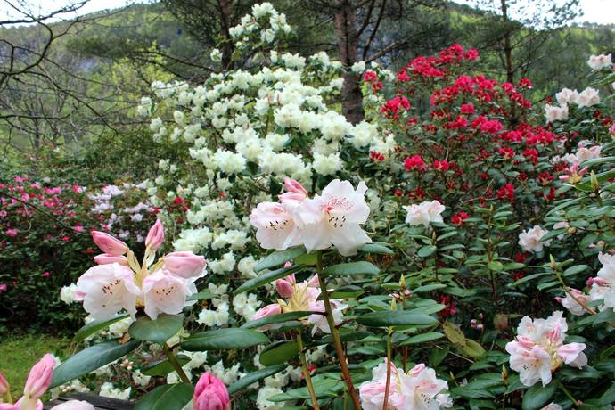 Rhododendron tilsendt