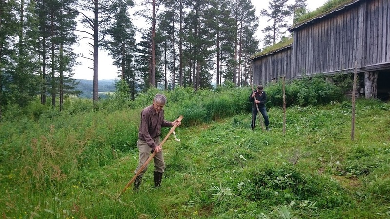 Ljåslått og hesjeoppsetting.jpg