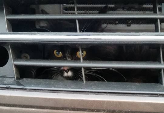 katt i grillen sveen auto