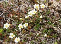 Fjellpryd - Rindals kommuneblomst