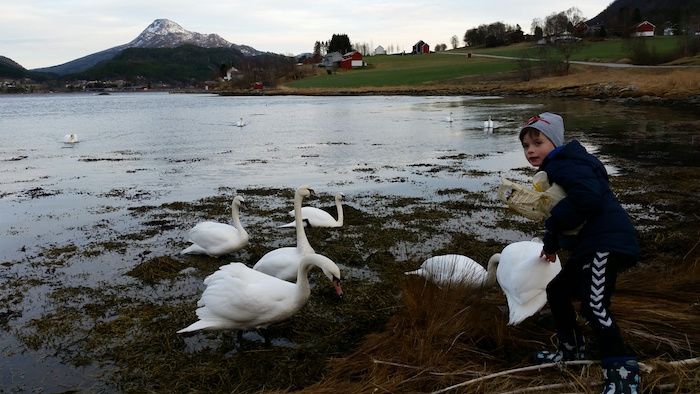 Svane 6 Øyvind M Bøe.jpg