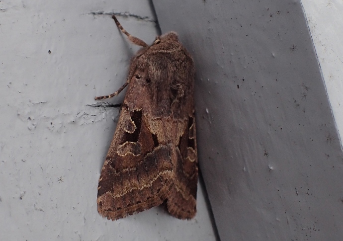 Buemerket seljefly 7.4.16 Løften 1200p (690x485).jpg