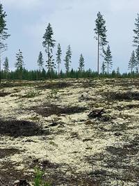 Rokua Geopark,Finland