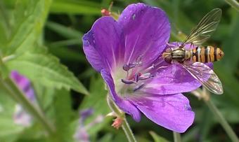 026 Dobbeltbåndet blomsterflue hunn på skogstorkenebb 1200p