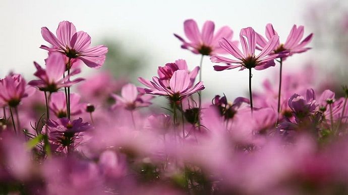 Blomster illustrasjonsbilde