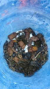 Bøtte med hundedrit Bøtte med hundedrit