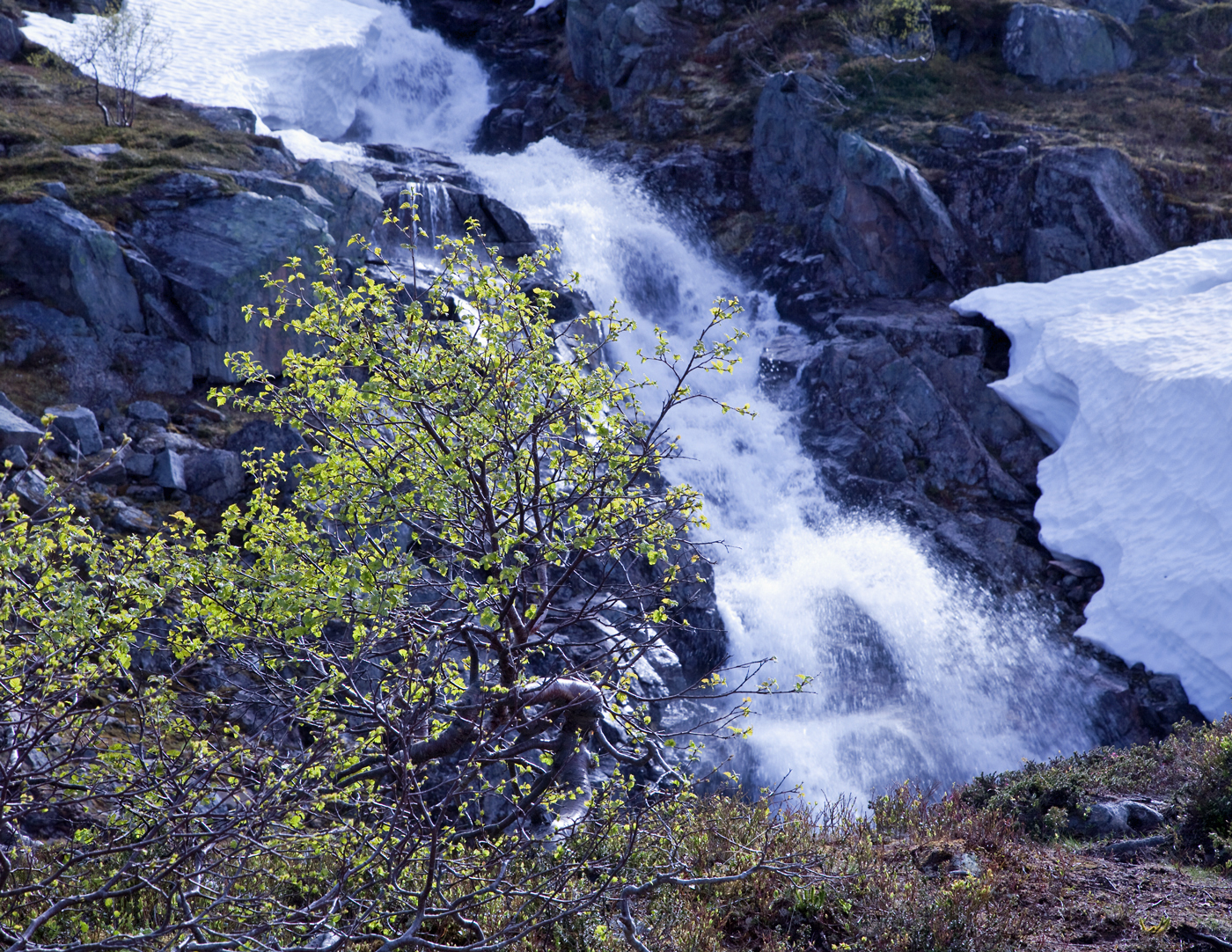 170609n-foss.jpg