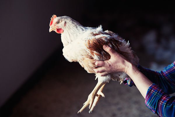 Økologisk kylling holdt av hender.